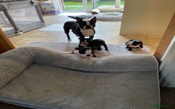 Boston Terrier dogs for sale: Boston Terrier pup for sale Dundee - Image 7