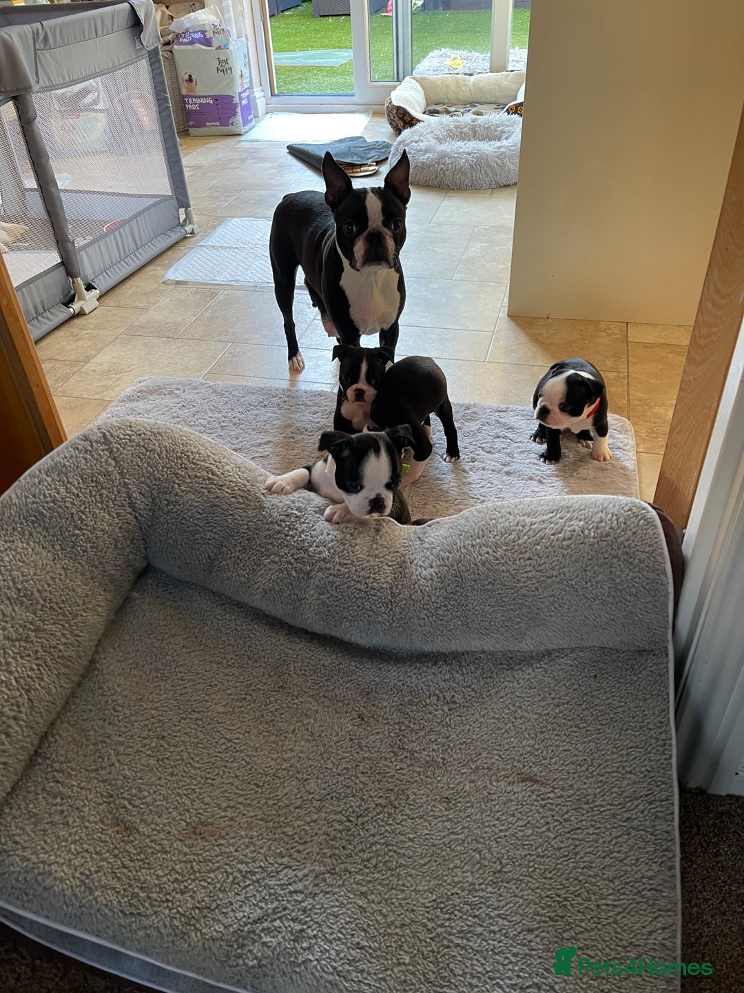 Boston Terrier dogs for sale: Boston Terrier pup for sale Dundee - Image 7