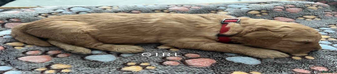 Goldendoodle Puppy 5