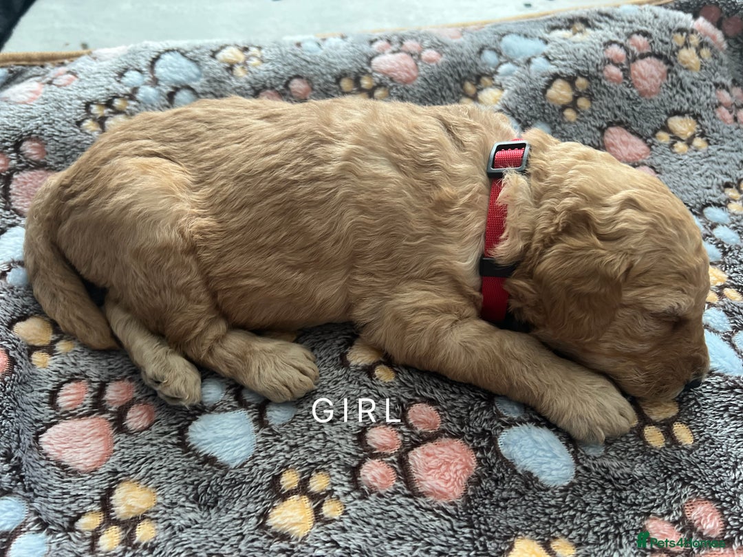 Goldendoodle dogs for sale: Beautiful F1B Goldendoodle - Image 3
