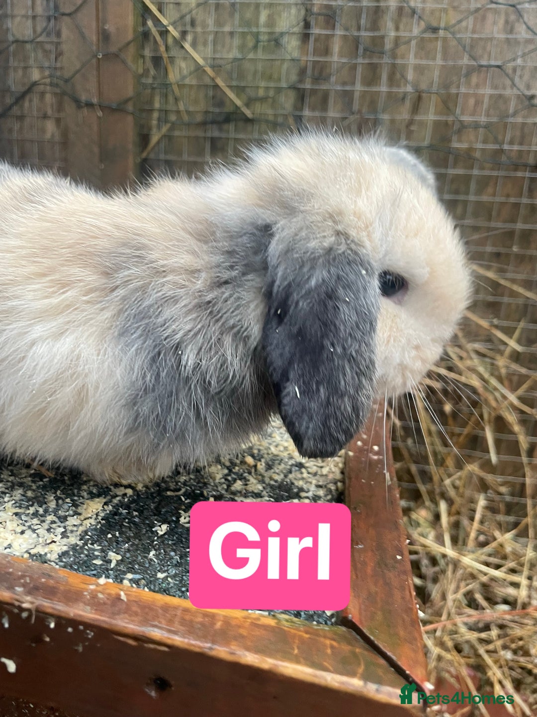 Mini Lop rabbits for sale: Beautiful mini lop babies  - Advert 6