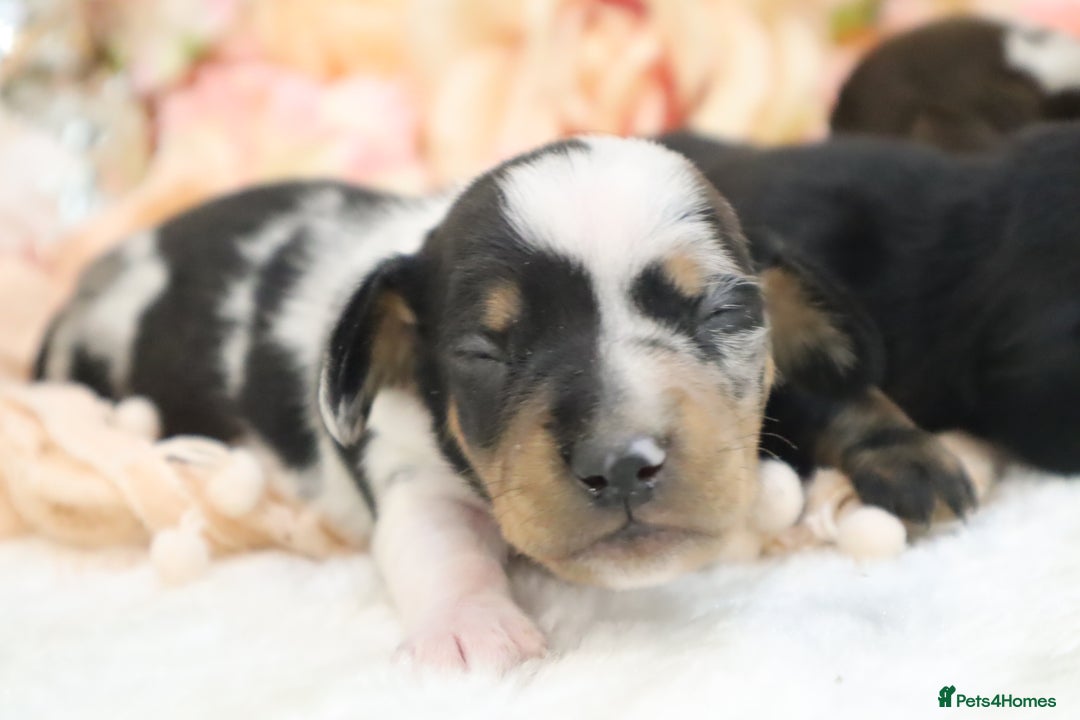 Miniature Dachshund dogs for sale: KC Miniature Dachshund Puppies - Image 13