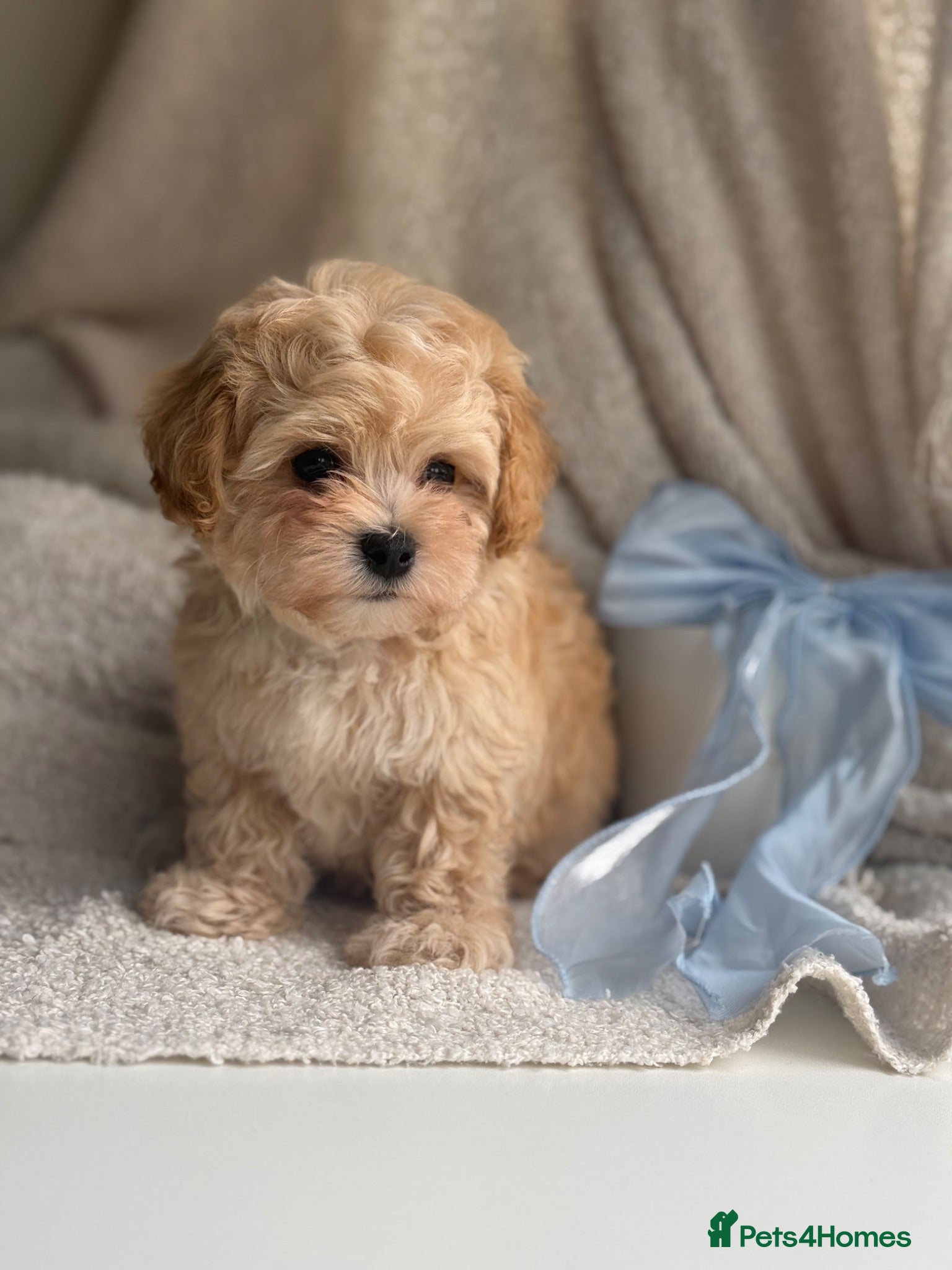 Maltipoo dogs Korean Maltipoo puppies  - Advert 11