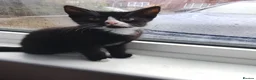Mixed Breed cats for sale: Black Kittens looking 4 forever home in Enfield - Advert 11