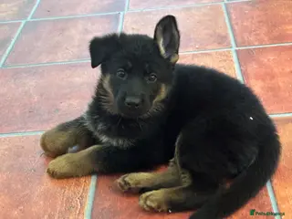 German Shepherd dogs Quality Litter GSD Puppy’s @ Icepack - Advert 20