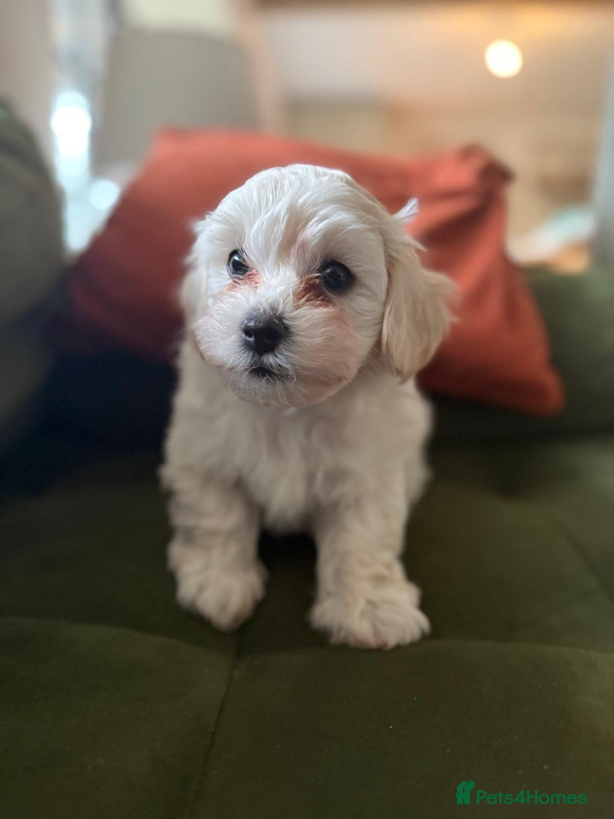 Maltipoo dogs Five Generation KC tested lineage Maltipoos - Advert 5