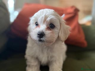 Maltipoo dogs Five Generation KC tested lineage Maltipoos - Advert 1