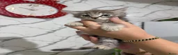 Mixed Breed cats for sale: Kittens for sale  - Advert 13