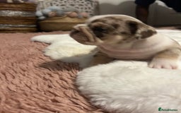 English Bulldog dogs for sale: 💖 5 Adorable English bulldog puppies 💖 - Image 4