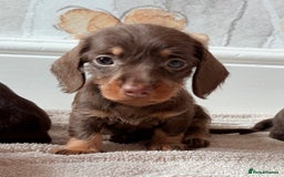 Miniature Dachshund dogs for sale: Quality miniature dachshund puppies  - Image 5