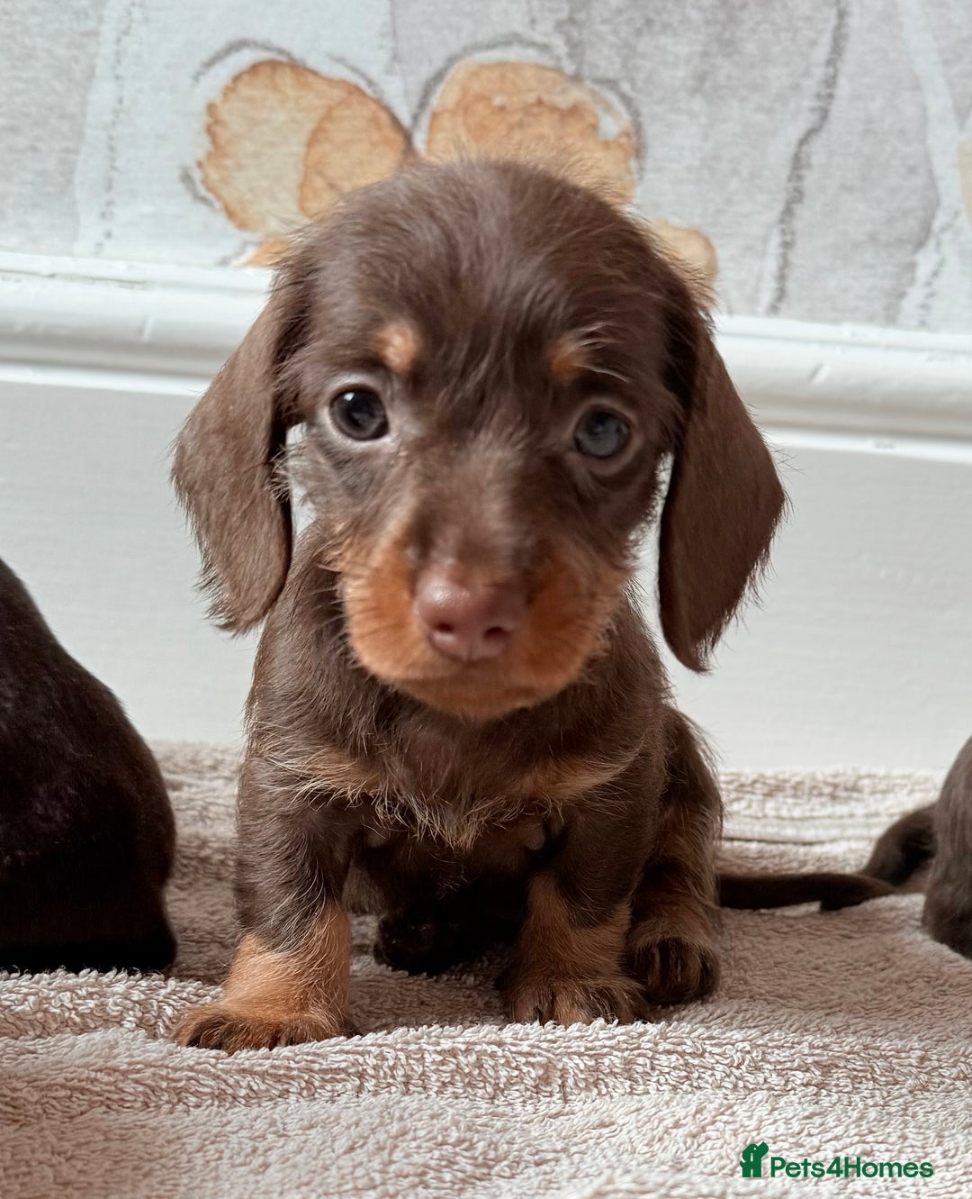 Miniature Dachshund dogs for sale: Quality miniature dachshund puppies  - Image 5