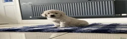Golden Retriever dogs for sale: Golden retriever puppies - Advert 2