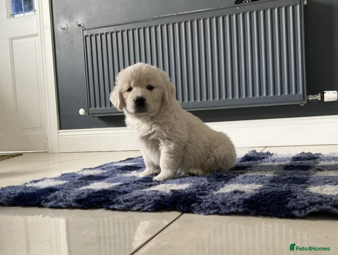 Golden Retriever dogs for sale: Golden retriever puppies - Advert 2