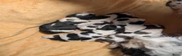 English Springer Spaniel dogs for sale: KC Show Line ESS puppies (1 B&W Boy Available) - Advert 1