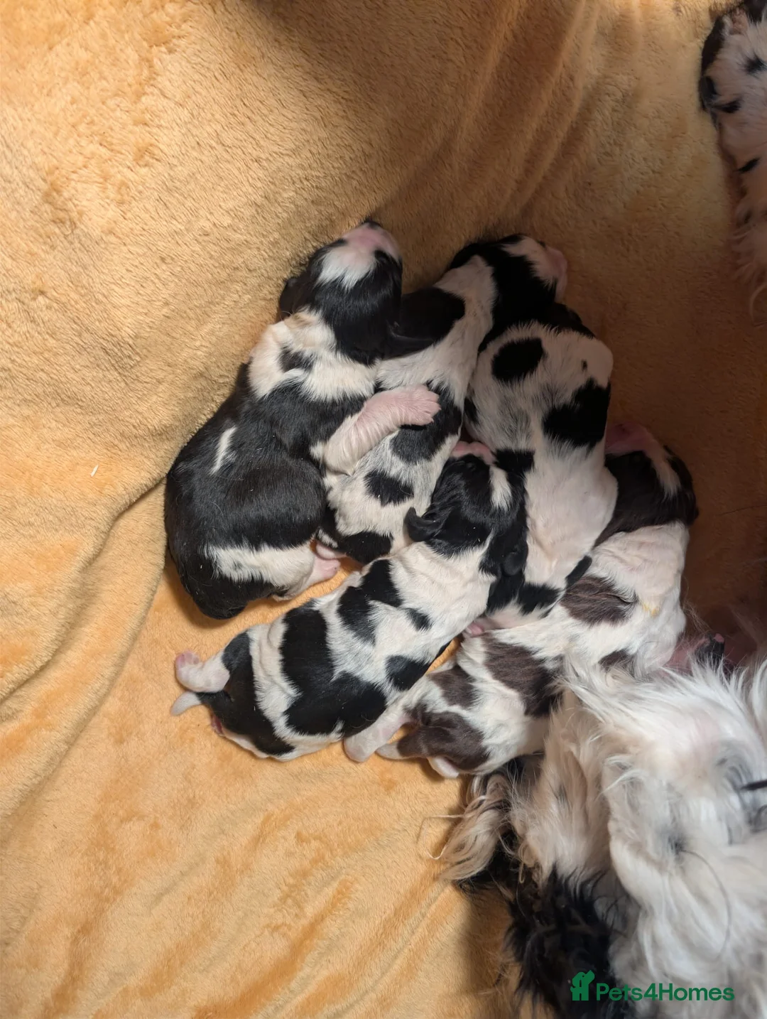 English Springer Spaniel dogs for sale: KC Show Line ESS puppies (1 B&W Boy Available) - Advert 1