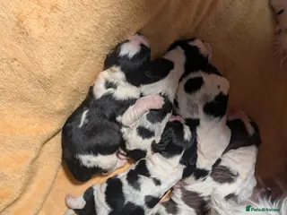 English Springer Spaniel dogs Beautiful KC Show Line ESS puppies - Advert 4