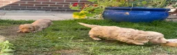 Miniature Dachshund dogs for sale: Beautiful Cream Long Haired Miniature Dachshunds - Advert 8