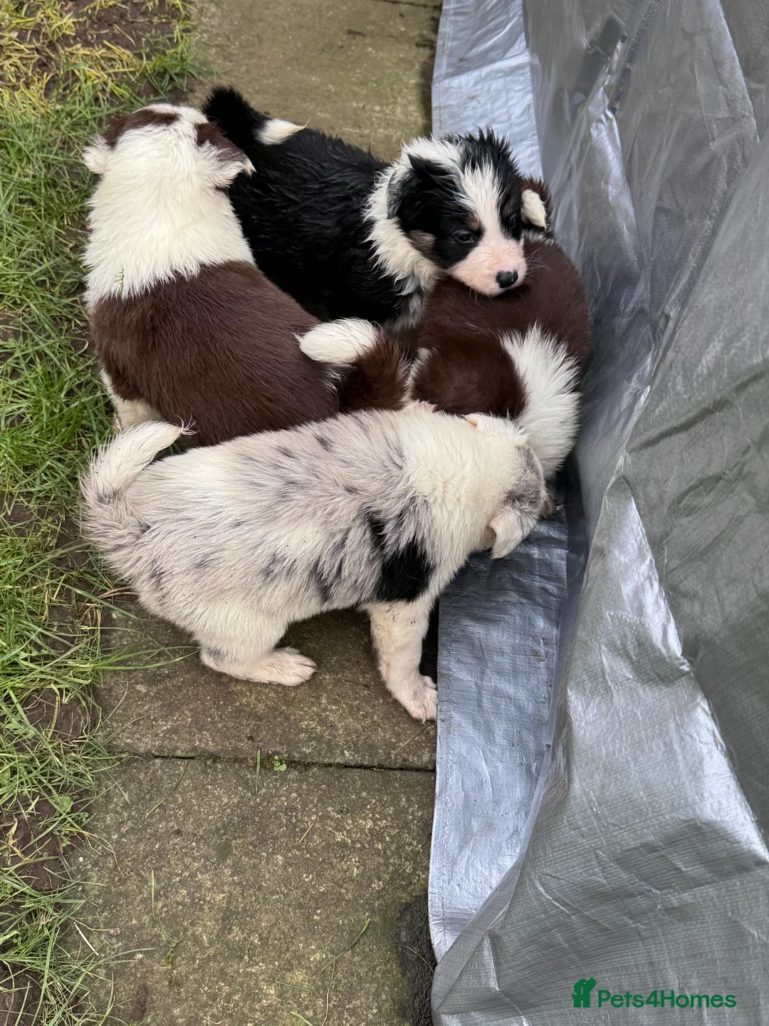 Border Collie dogs for sale: Stunning tri red/merled, blue eyed little boy - Advert 4