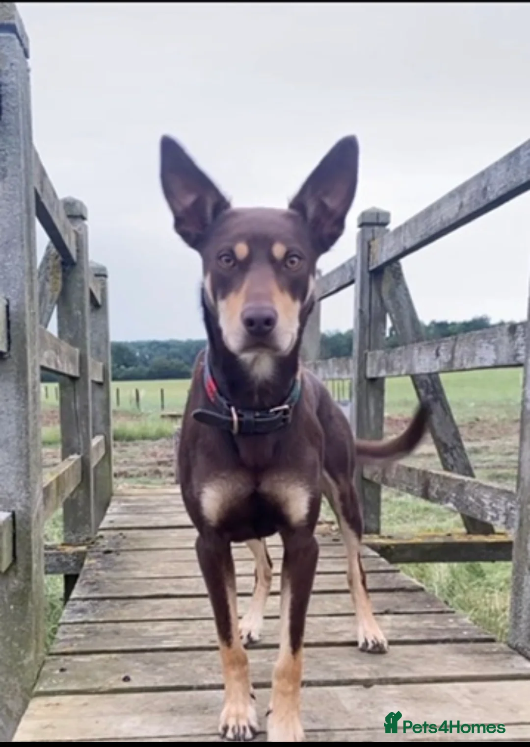 Australian Kelpie dogs for sale: Retired working dog  - Advert 1