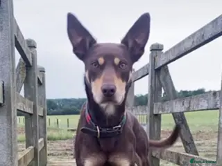 Australian Kelpie dogs Retired working dog - Advert 2