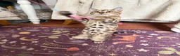 Bengal cats for sale: Snow Sepia 💙 TICA Pedigree 🐆 Bengal Kitten  in Deal - Advert 4