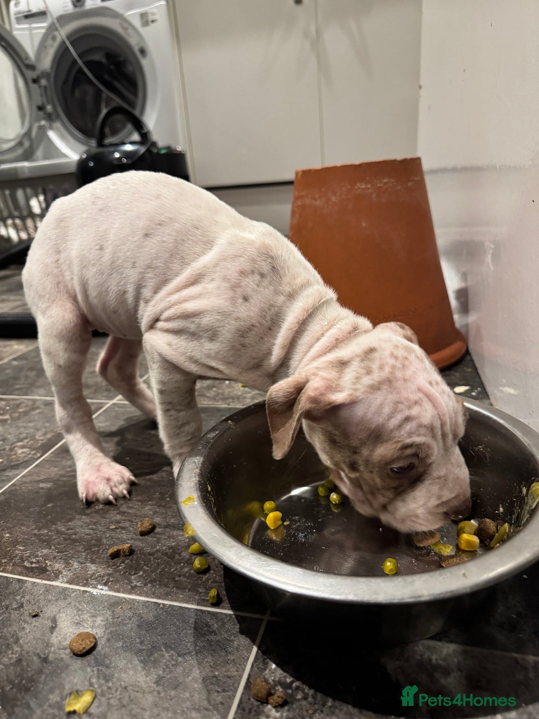 Staffordshire Bull Terrier dogs for sale: Staffy x shar pei pups  - Advert 8