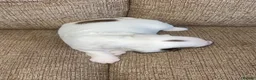Sprocker dogs for sale: 🐾 Beautiful Sprocker Spaniel Puppies 🐾 - Advert 14