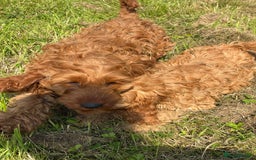 Cockapoo dogs for sale: Red Cockapoos for sale - Image 9