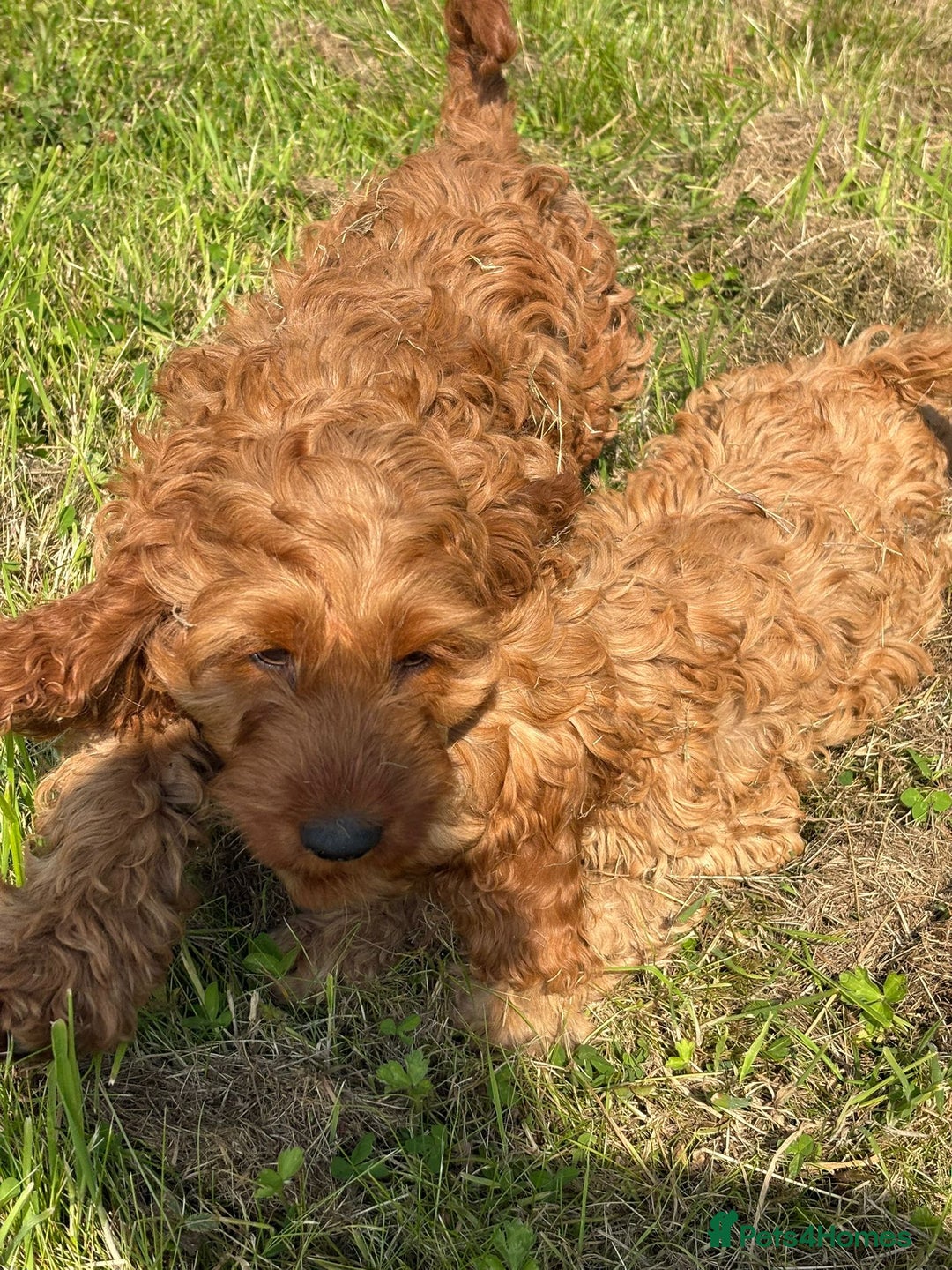Cockapoo dogs for sale: Red Cockapoos for sale - Image 9