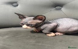 Sphynx cats for sale: ✨ 3 Beautiful Sphynx Kittens – 2 Boys & 1 Girl ✨ - Image 2