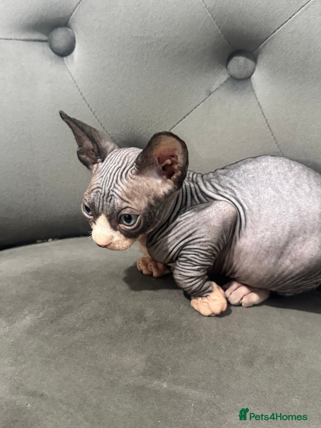 Sphynx cats for sale: ✨ 3 Beautiful Sphynx Kittens – 2 Boys & 1 Girl ✨ - Image 2