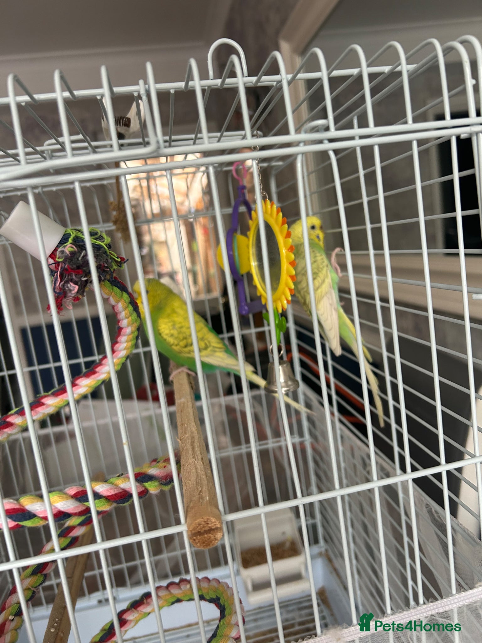 Budgerigars birds for sale: 2 female baby budgies  in Enfield - Advert 6
