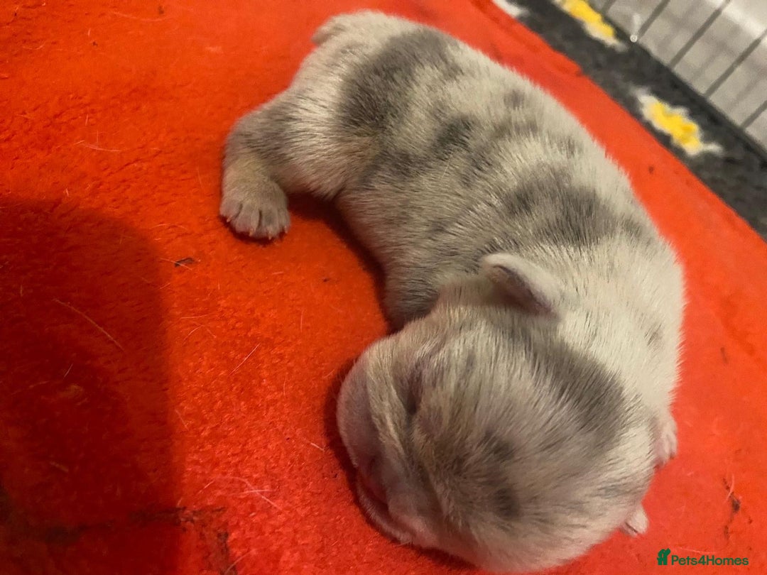 French Bulldog dogs for sale: Fluffy Carrier Girl - Advert 17