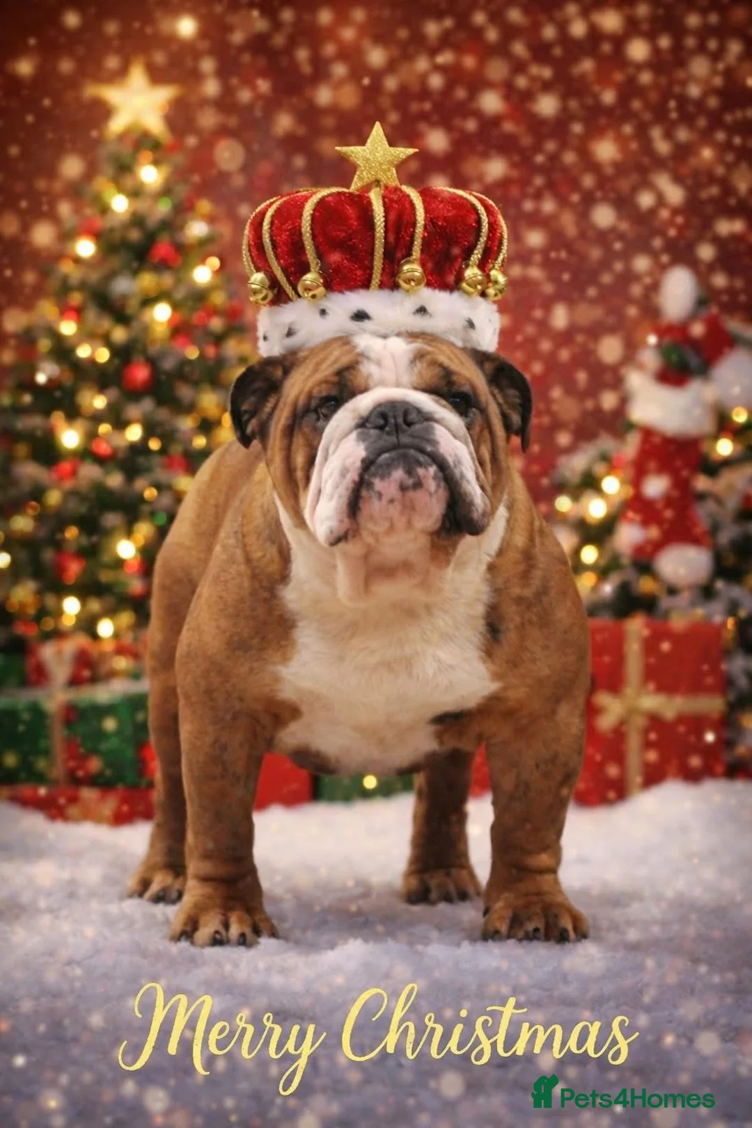 English Bulldog dogs for sale: *2 Boys* Bulldog Puppies - KC Standard/Registered - Advert 3