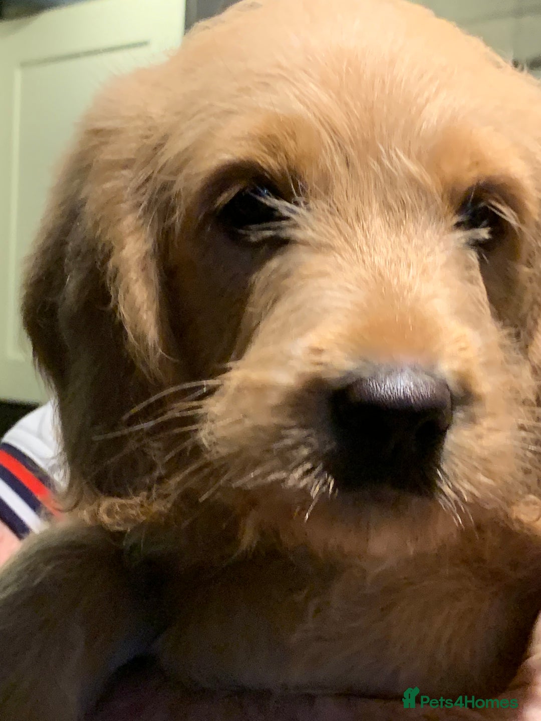 Double Doodle dogs for sale: Beautiful rare litter of Double Doodles - Image 19