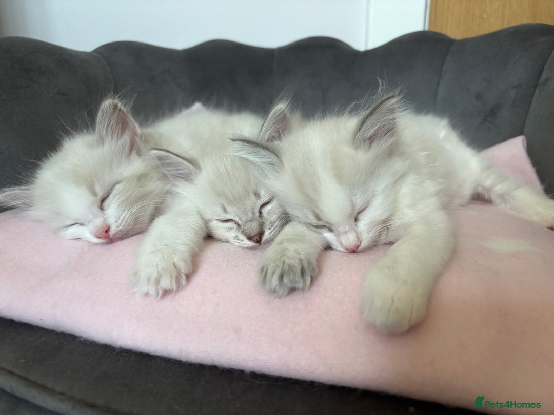 Ragdoll cats for sale: Girl ragdoll kittens  - Image 17