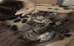 Mixed Breed cats for sale: 6 Beautiful long hair mixed kittens - ready 26/08 - Image 11
