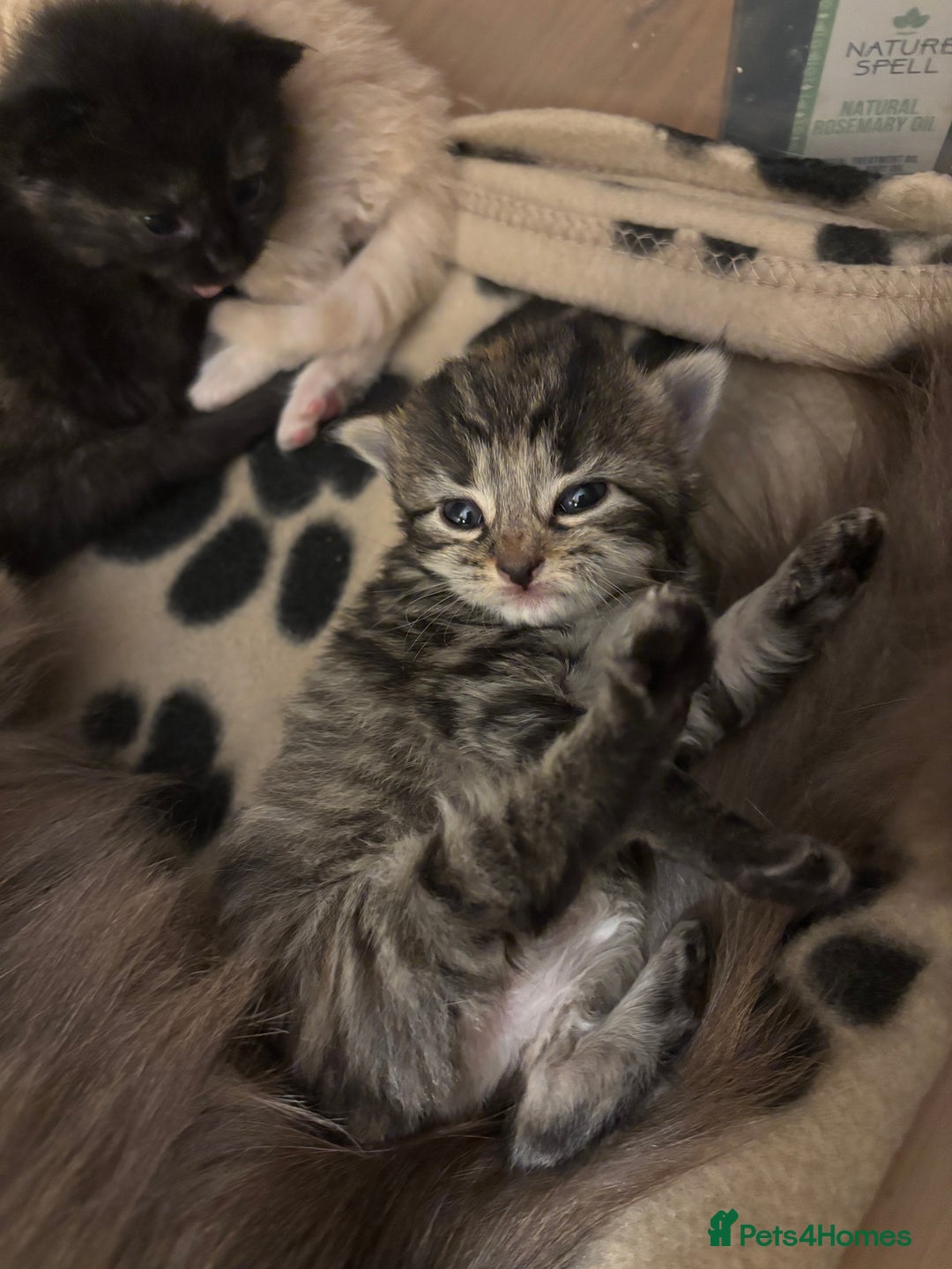 Mixed Breed cats for sale: 6 Beautiful long hair mixed kittens - ready 26/08 - Image 11