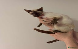 Siamese cats for sale: Siamese chocket and fawn bothvery loving gorgeous  - Image 2