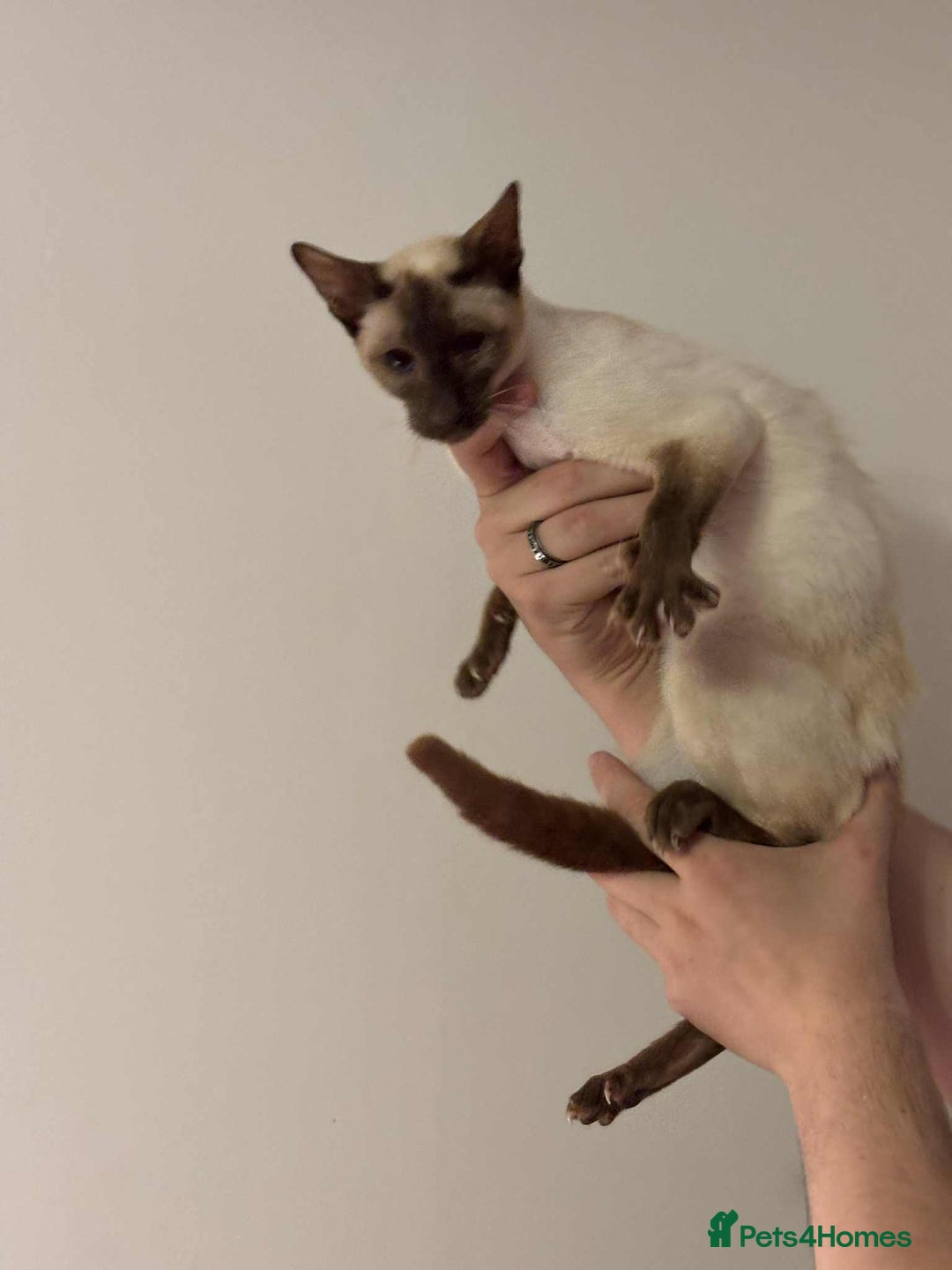 Siamese cats for sale: Siamese chocket and fawn bothvery loving gorgeous  - Image 2