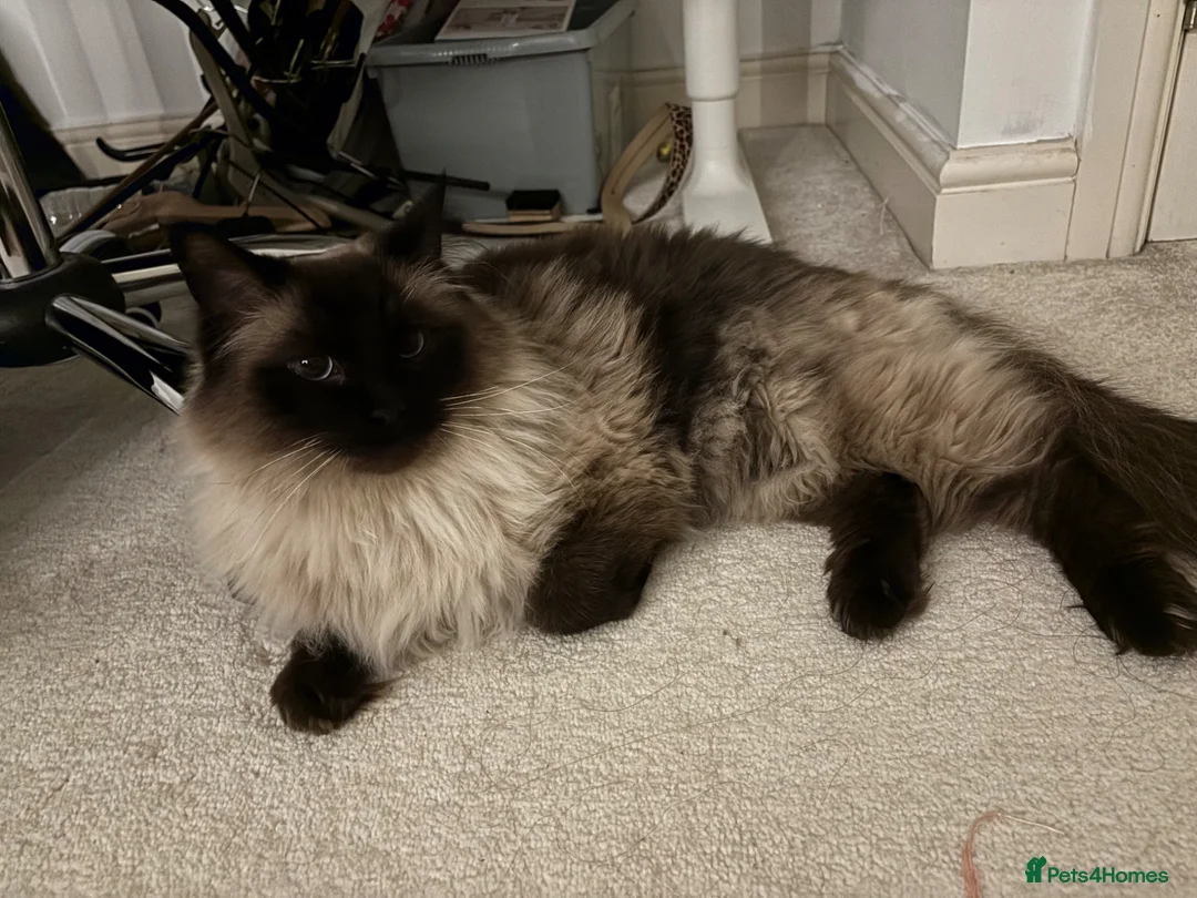 Ragdoll cats for sale: seal mitted ragdoll boy for sale  in Birmingham - Advert 1