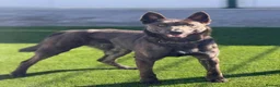 Belgian Shepherd Dog dogs for adoption: THEIA - Malinois - Advert 2
