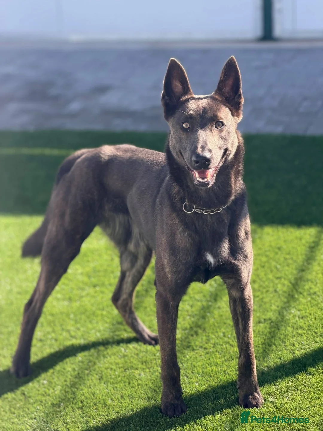 Belgian Shepherd Dog dogs for adoption: THEIA - Malinois - Advert 2