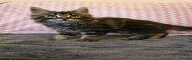 Maine Coon Kitten 4