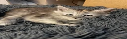 Maine Coon cats for sale: Maine coon kittens  - Advert 15
