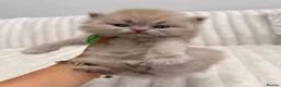 British Shorthair cats for sale:     British Shorthair Kittens Loving Pet Homes - Advert 4