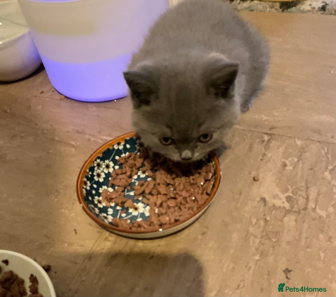 British Longhair cats for sale: Ready to go amazing kitties  - Advert 9