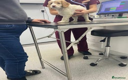 Cockapoo dogs for sale: 8 gorgeous cockapoo puppies - Advert 25