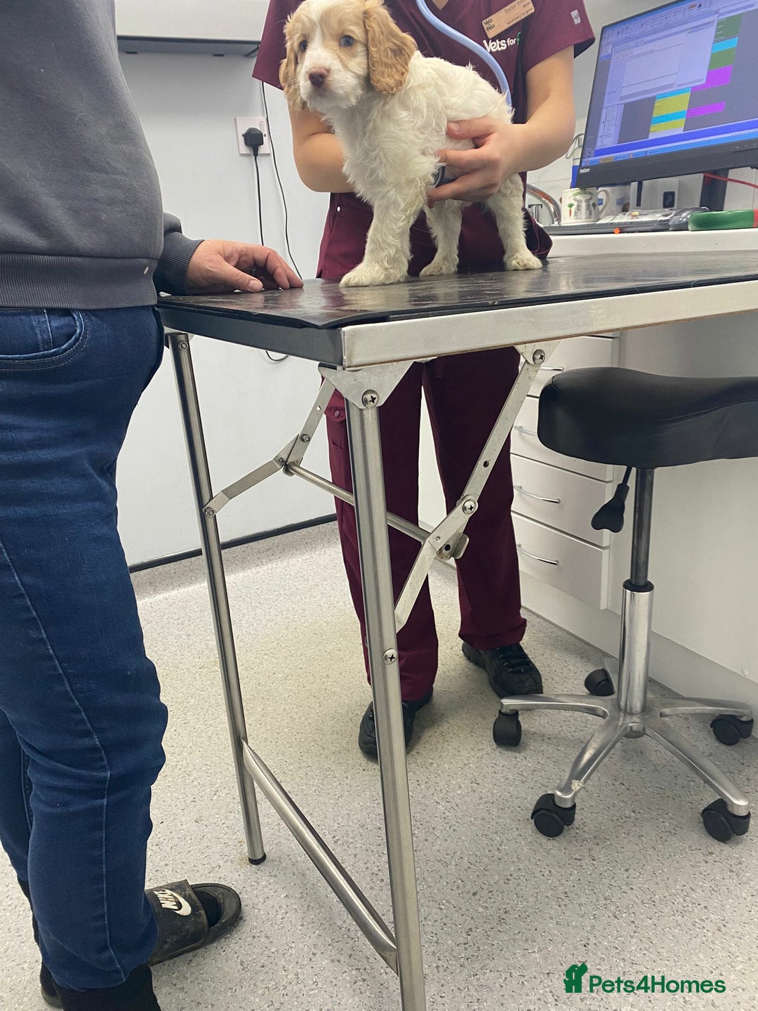 Cockapoo dogs for sale: 8 gorgeous cockapoo puppies - Advert 25