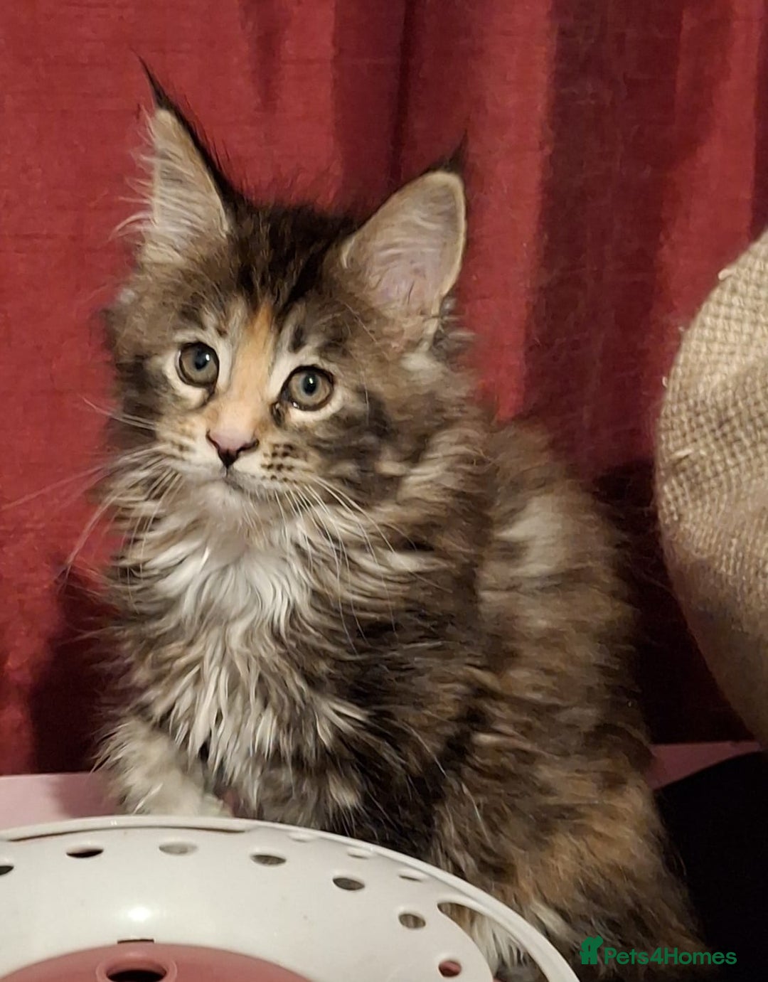 Maine Coon cats for sale: Beautiful torbie Maine Coon girls - Image 8